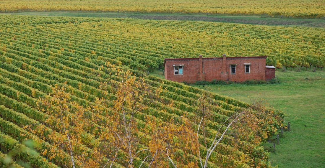 Central Otago vineyard in autumn near Wānaka
